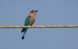 Indische Scharrelaar/Indian Roller