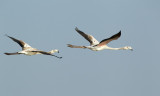 Flamingo/Greater Flamingo