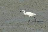 Kleine Zilverreiger/Little Egret