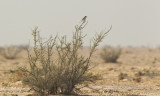 Zuidelijke Klapekster/Southern Grey Shrike