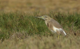 Ralreiger/Squacco Heron