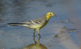 Citroenkwikstaart/Citril Wagtail