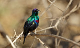 Glanshoningzuiger/Shining Sunbird