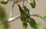 Abbesijnse Brilvogel/White breasted white-eye