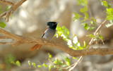 Afrikaanse Paradijsmonarch/African Paradise Flycatcher