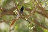 Afrikaanse Paradijsmonarch/African Paradise Flycatcher