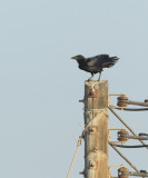 Waaierstaartraaf/Fan-tailed Raven