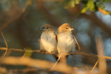 Zilverbekje/African Silverbill