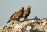 Steppearend/Steppe-eagle