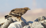 Steppearend/Steppe-eagle