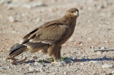 Steppearend/Steppe-eagle