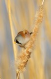 Baardmannetje/Bearded Tit