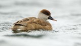 Krooneend/Red-crested Pochard
