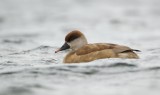 Krooneend/Red-crested Pochard