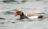 Krooneend/Red-crested Pochard