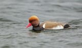 Krooneend/Red-crested Pochard
