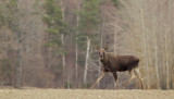 Eland/Moose