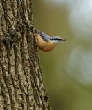 Boomklever/Nuthatch