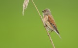 Kneu/Linnet