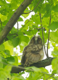 Ransuil/Long-eared Owl