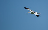 Kluut/Avocet