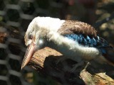 Kookaburra