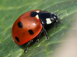 Ladybird.jpg