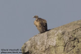Rppells Vulture (Gyps rueppellii)_V. Velha da Rodao (Portugal)