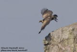 Rppells Vulture (Gyps rueppellii)_V. Velha da Rodao (Portugal)