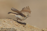 Bar-tailed Lark (Ammomanes cincturus)_Dakhla (Western Sahara)