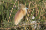 Squacco heron (Ardeola ralloides)_Abassa