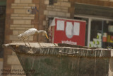 Cattle Egret (Bubulcus ibis)_Cairo city