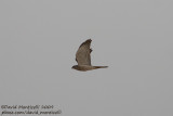 Levant Sparrowhawk (Accipiter brevipes)_Sharm el Sheikh