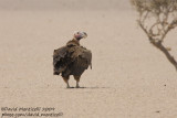 Lappet-faced Vulture (Torgos tracheliotus)_Bir Shalatein)