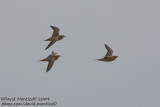 Spotted Sandgrouses (Pterocles senegallus)_Ain Sukhna