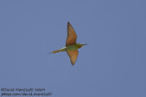Blue-cheeked Bee-eater (Merops persicus)_Wadi El Natrum