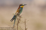 European Bee-eater (Merops apiaster)_Abu Simbel