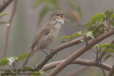 Clamorous Reed Warbler (Acrocephalus stentoreus)_Abassa