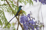 Nile Valley Sunbird (Anthodiaeta metallica)(male)_Aswan