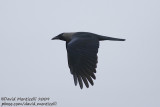 House Crow (Corvus splendens)_Hurghada