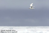 Ivory Gull_79N - 3W between Svalbard - Greenland.jpg