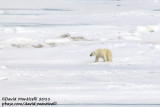 Polar Bear_79øN - 2øW between Svalbard - Greenland.jpg