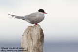 Arctic Tern (Sterna paradisea)_Svalbard_CV1F3151.jpg