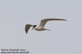 Common Tern (Sterna hirundo)_Bremerhaven (Germany)_CV1F7111.jpg