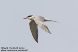 Common Tern (Sterna hirundo)_Bremerhaven (Germany)_CV1F7118.jpg