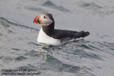 Puffin (Fratercula arctica) off Svalbard_CV1F1387.jpg