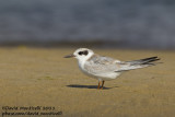 Forsters Tern (Sterna forsteri)_Cape Cod