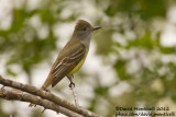Great Crested Flycatcher (Myiarchus crinitus)_Annapolis