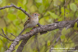Field Sparrow (Spizella pusilla)_Owing Mills (MD)