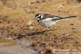 African Pied Wagtail (Motacilla aguimp)_Lake Nasser (Abu Simbel)